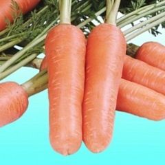 Эмперор F1 семена моркови курода/шантане (Vilmorin / Вильморин)