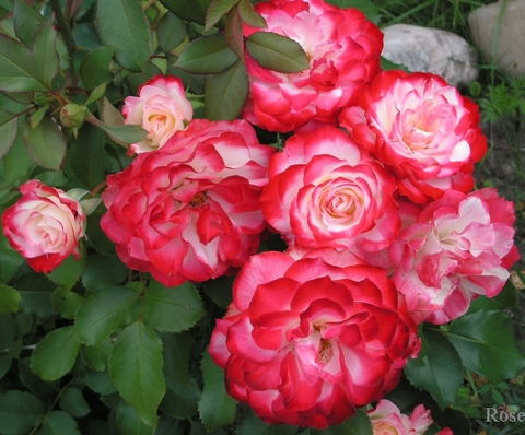 Роза флорибунда Юбилей Принца Монако