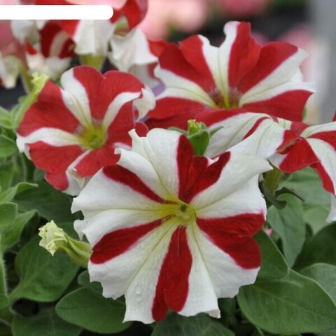 S60151 Петуния кустовая Grandiflora Tango Red Star 100 шт.