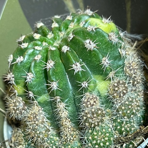 Эхинопсис Эрье Вариегата d7