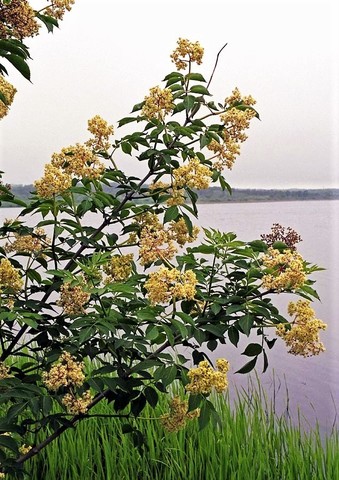 Бузина широколисточковая (Вильямса)