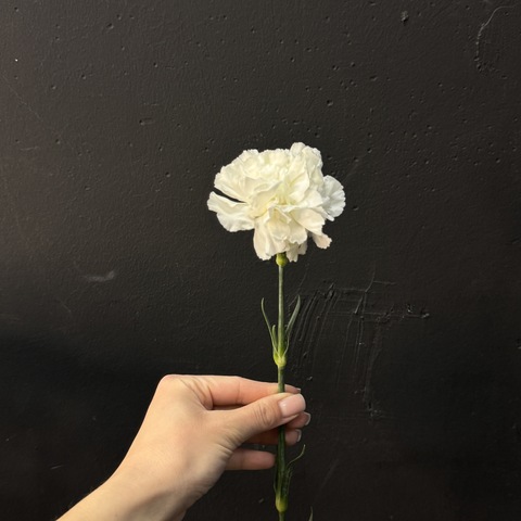 Гвоздика белая 60 см 1 шт