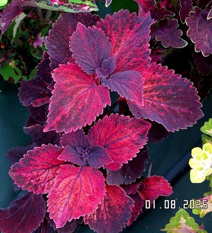 Полет фантазии UO колеус