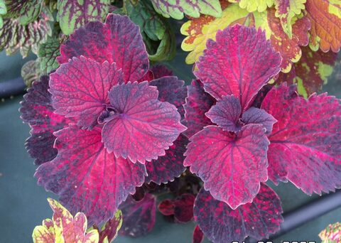 Бразильский веер UO колеус