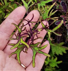 Sroi колеус КСР