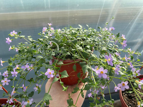 Бакопа светло-розовая