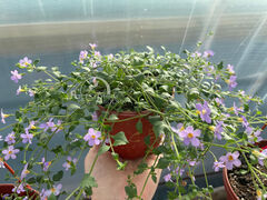 Бакопа светло-розовая