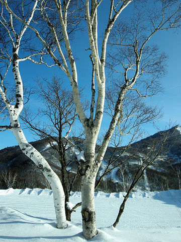 Береза эрмана betula ermanii