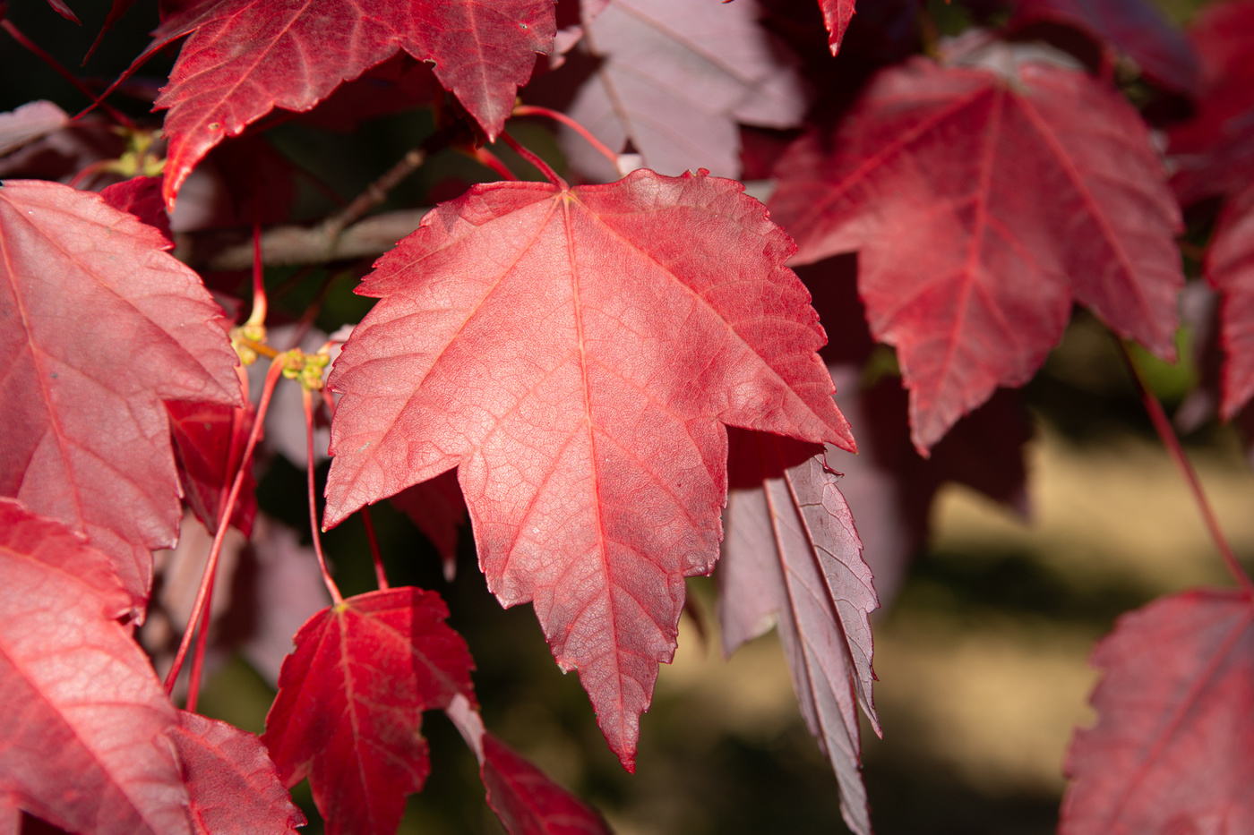 Клен красный Acer rubrum