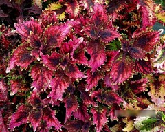 Вишневый сезон Тай колеус