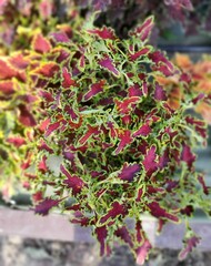 Tangerine Тай колеус КСР