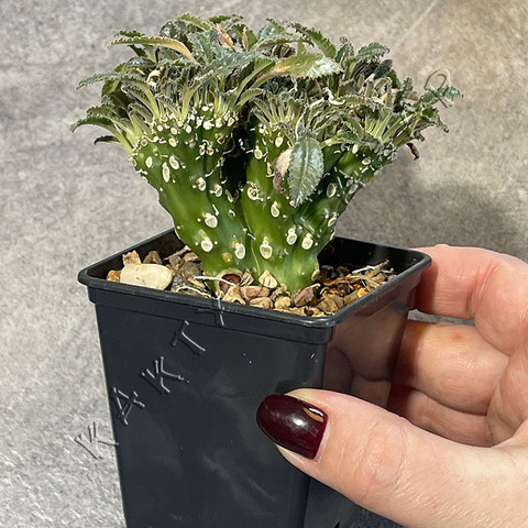 Дорстения Кристата d8