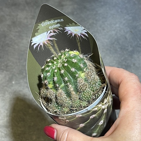 Эхинопсис Эрье Вариегата d7