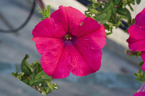 32192 Петуния ALPETUNIA HOT PINK