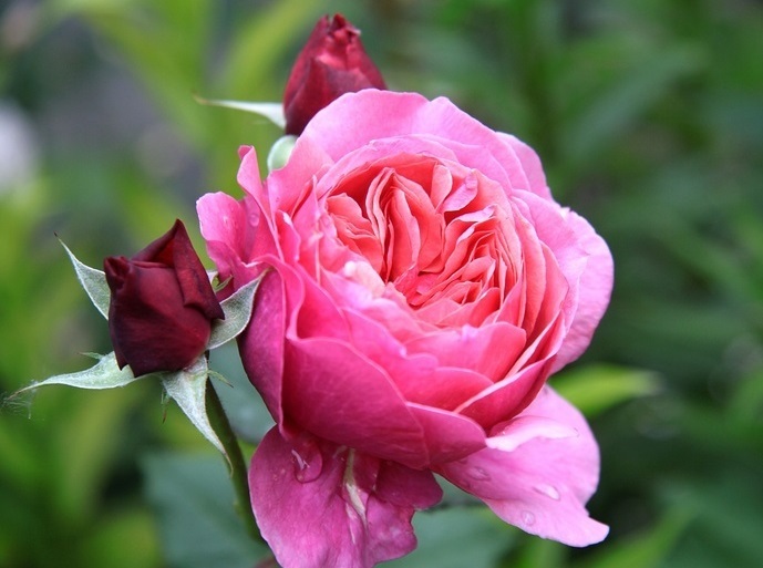 Роза ладюре фото и описание