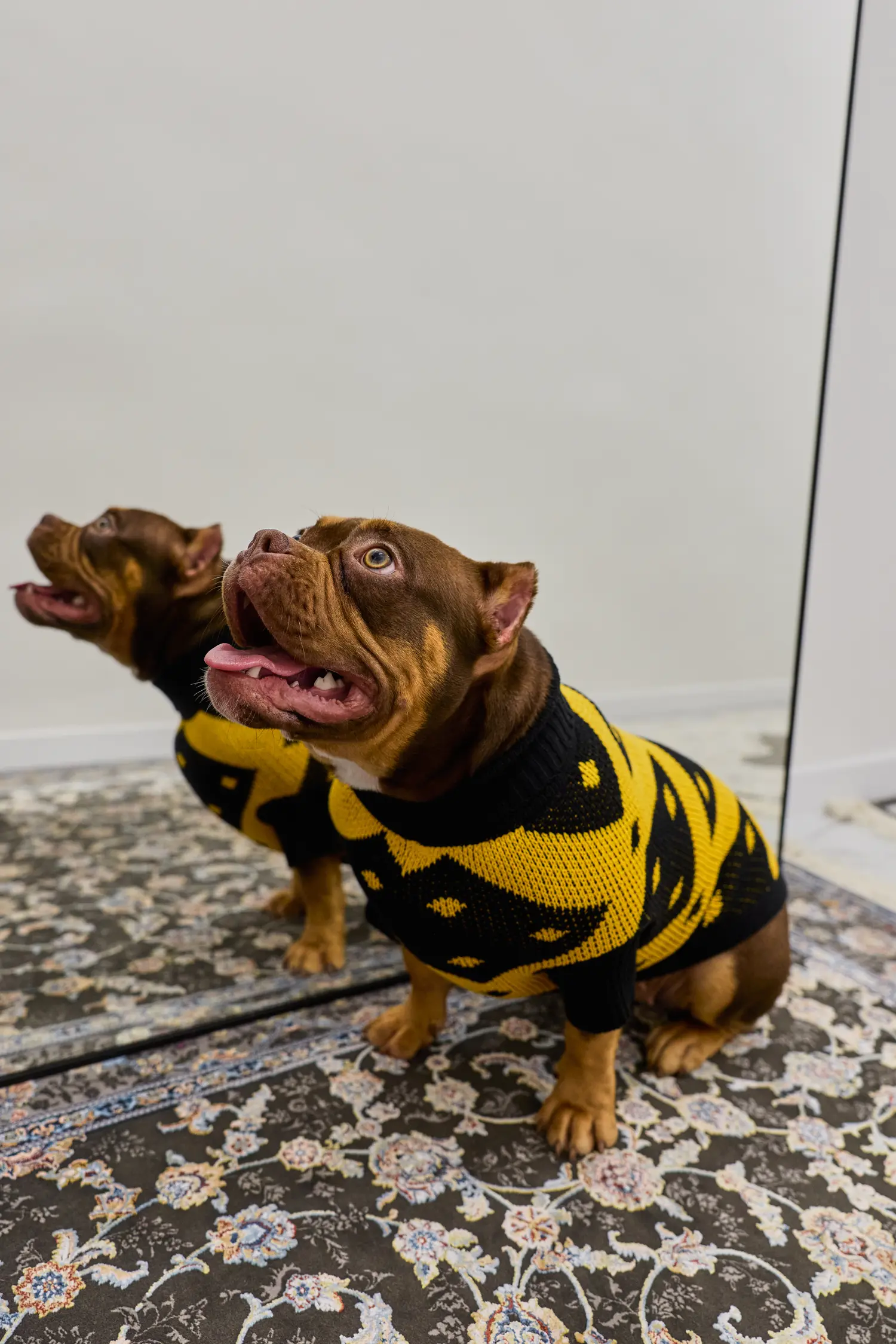 Кофточка для собачки «Тигра пчела»