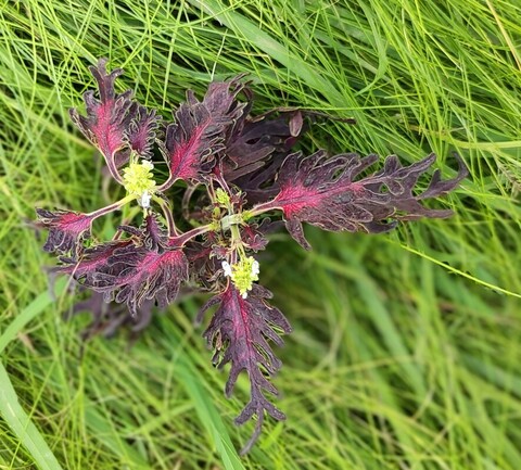 Red Shark ES колеус КСР