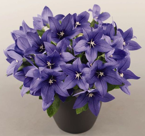 S6201 Платикодон Pop Star Blue 5шт.
