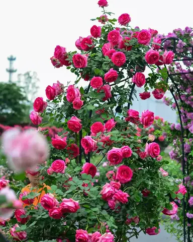 Цикламен Пьер де Ронсар (Cyclamen Pierre de Ronsard)