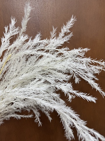 Чайное дерево Белоснежный