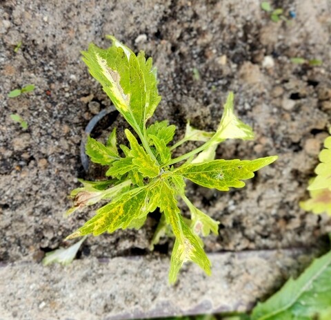 St. Patrick ES колеус КСР