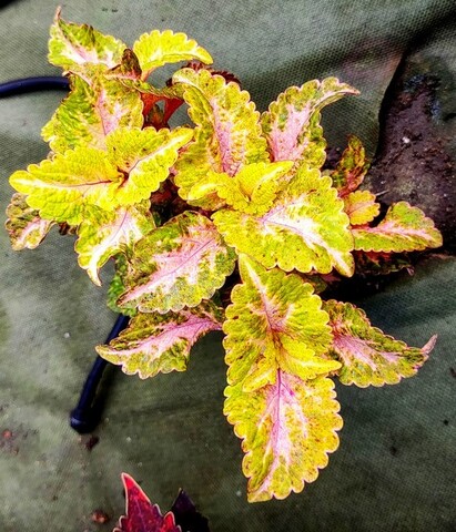 Red Splatter Тай колеус КСР