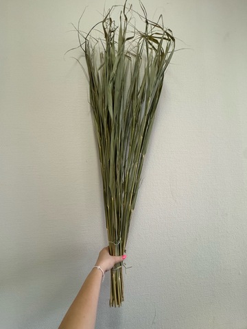 Трава сухоцвет Тростник натуральный зеленый (100-120см)