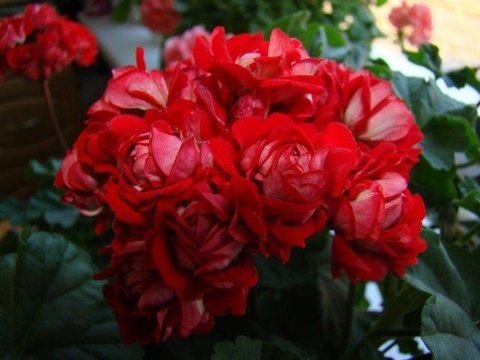 Vectis rosebud пеларгония фото