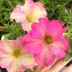 S5907 Петуния крупноцетковая Grandiflora Sophistica Antique Shade 5шт.