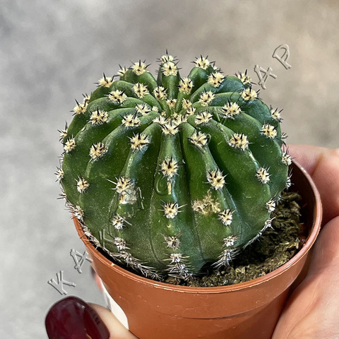 Эхинопсис Микс (1) d5