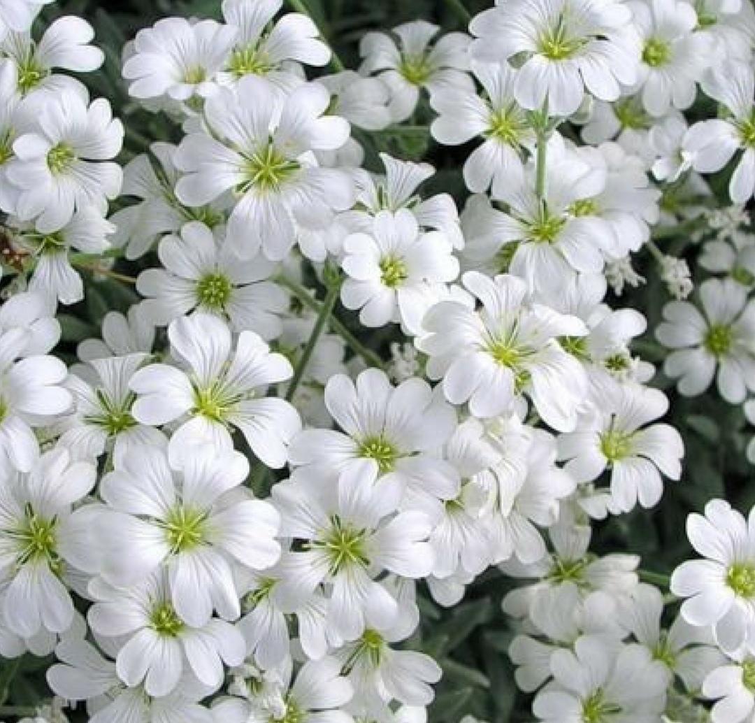 Ясколка Биберштейна Cerastium biebersteinii