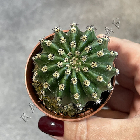 Эхинопсис Микс (1) d5