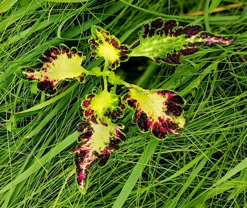 Без названия 05 колеус