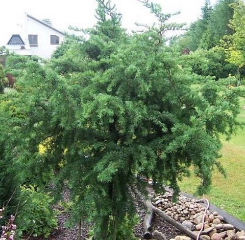 Лиственница европейская Хорстен Мен Рекурвед на штамбе