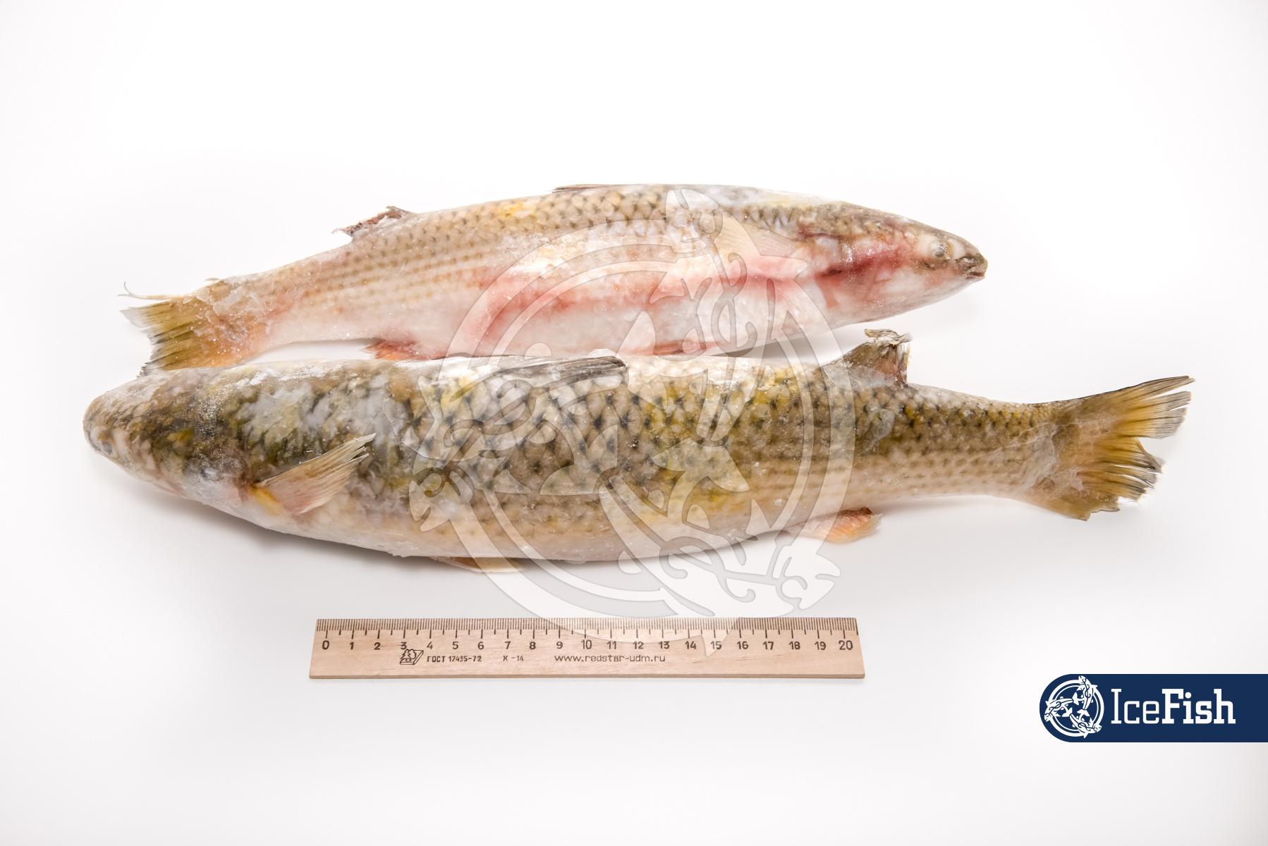 Кефаль н/р 1000+ (1/12)