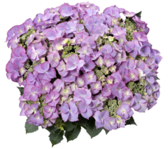 Гортензия крупнолистная (Macrophylla) Tiffany Purple 6 шт.