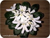 Фиалка, Lunar Lily White (J.Dates)