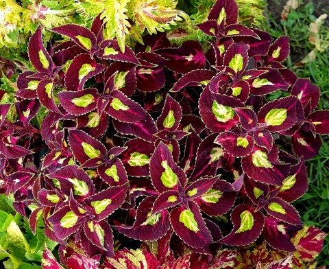 Магнифик Тай колеус