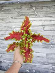 Tangerine Тай колеус КСР