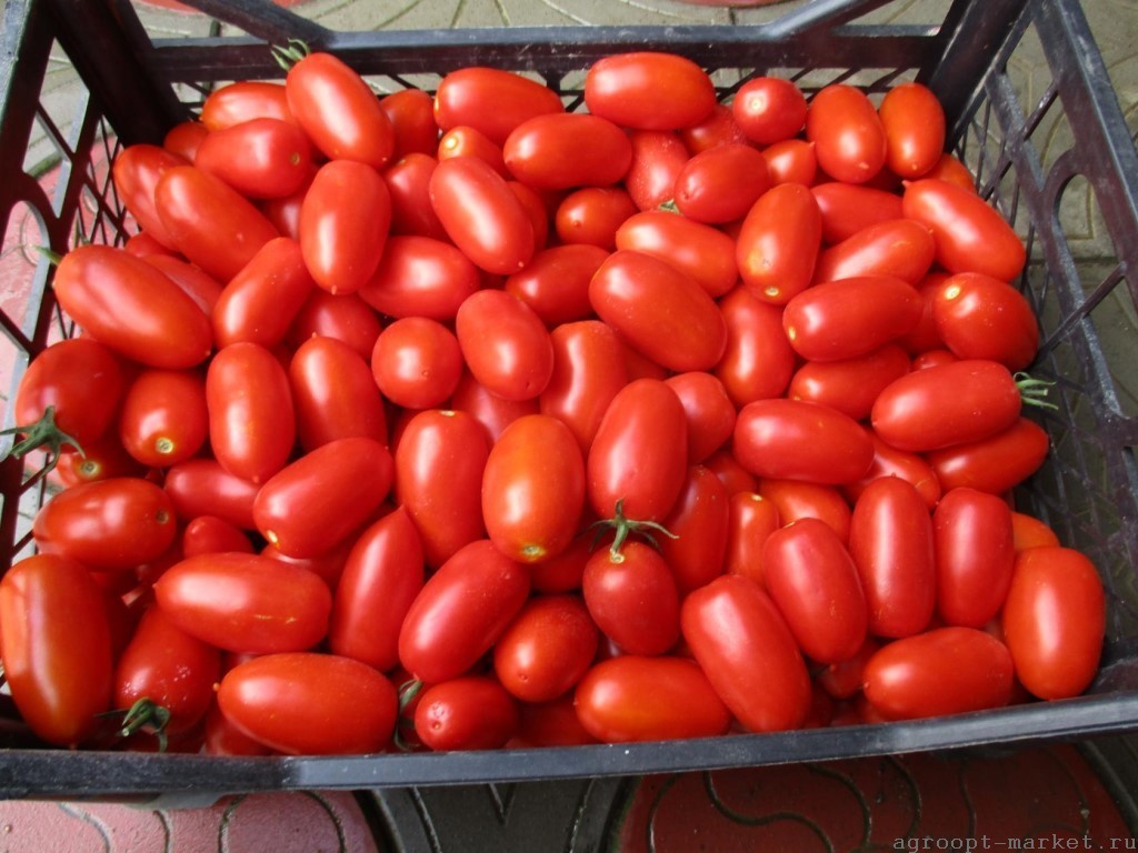 Томат Фрамбо семена томата процессингового (Hazera / Хазера) фрамбо.jpg