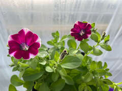 Петуния Cascadias Bicolor Cabernet