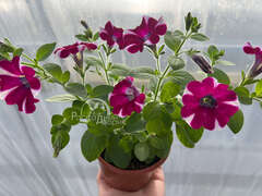 Петуния Cascadias Bicolor Cabernet