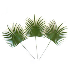 Пальма круглая зеленая, лист 20 см, зелень искусственная, набор 6 листьев.