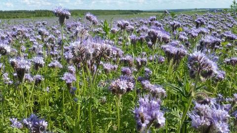 Цветущая фацелия