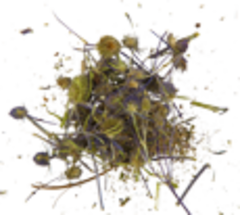 Синеголовник плосколистный (трава)