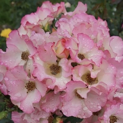 Лиола( Liola)
