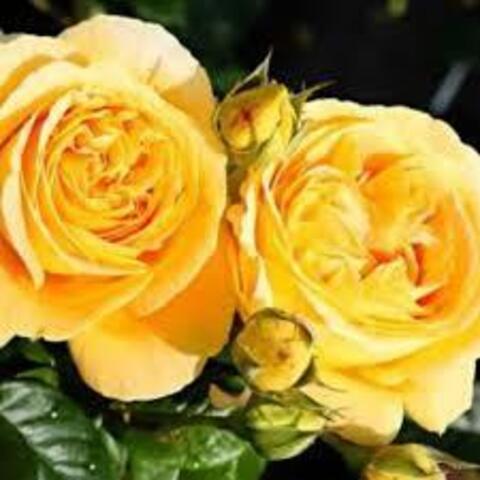 Априкот Свирл(Apricot Swirl)