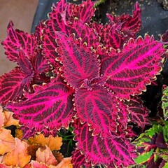 Struning колеус КСР