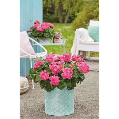 2822 Пеларгония зональная SURVIVOR IDOLS ROSALINDA (Весна 2026)