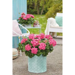 2822 Пеларгония зональная SURVIVOR IDOLS ROSALINDA (Весна 2026)